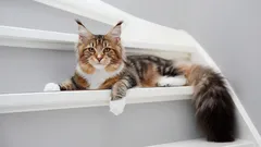 Maine Coon: alles wat u moet weten over deze vriendelijke reus.
