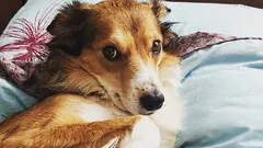 Hoe weet je dat je hond je niet vertrouwt: drie gewoontes die je aanziet voor gehoorzaamheid