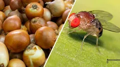 Ik heb de vliegjes in de uien en bloemen weggejaagd met een gewone wijnkurk (en ik raad het je aan - het werkt!).