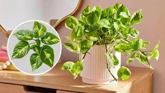 Scindapsus zuivert de lucht en brengt geld: wat een wonderplant!